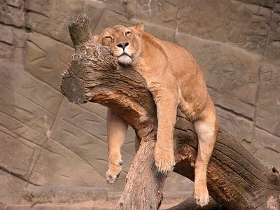Feeling Tired